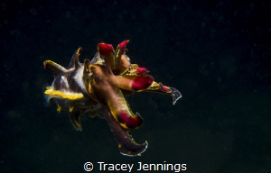 Flamboyant cuttlefish on a night dive in the Philippines by Tracey Jennings 